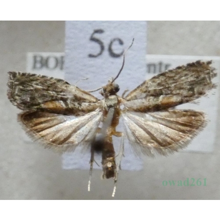 Epinotia nisella (Clerck, 1759) Czech5c